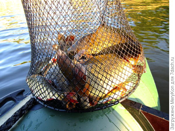 С рыбалки две недели назад.