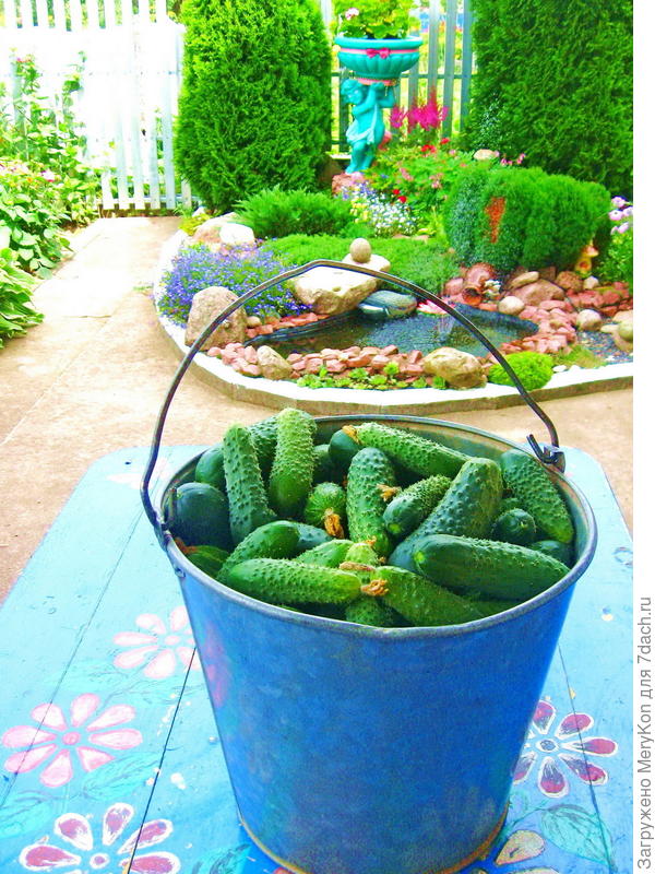 Вот вам огуречное добро, габаритами с ведро:)