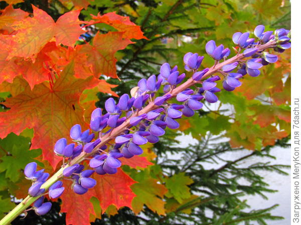 Мой вчерашний люпин.