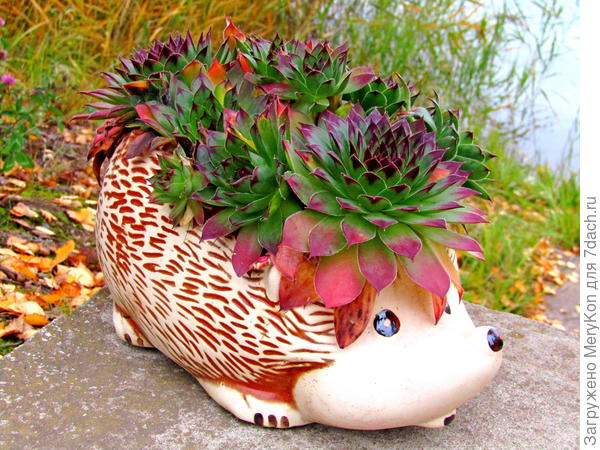 Осенний ёжик вам в подарок!)