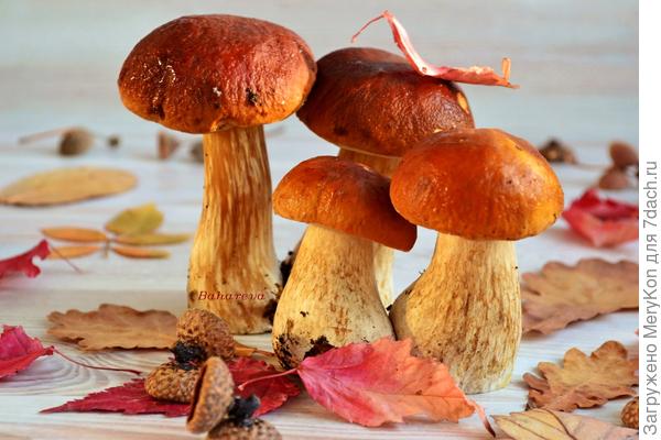 Белая гвардия:)