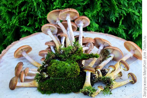 Опята - дружные ребята.)