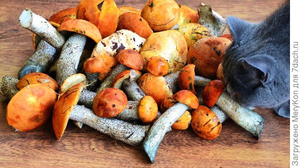 Контроль качества:)