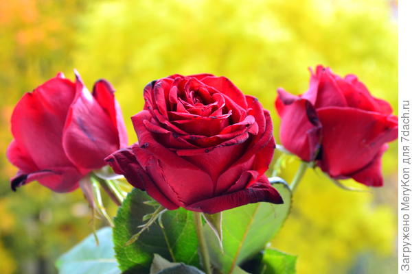 Последние розы из осеннего сада в вашу честь!