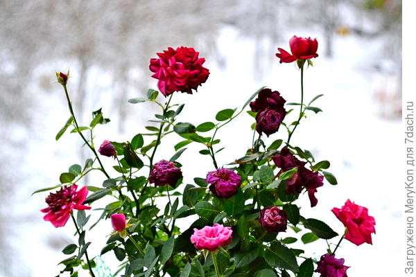 Зимние розы в твою честь)