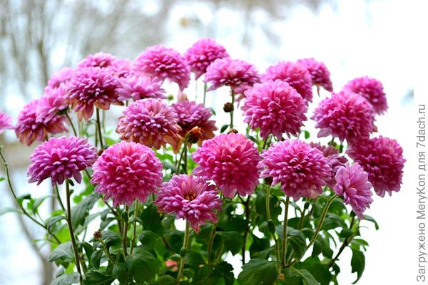 Зимний букетик в честь декабрёнка:)