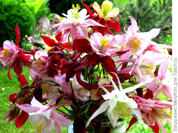 Букетик из моего сада.