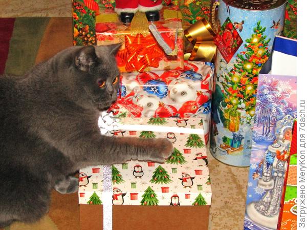 Праздники продолжаются, Буся следит за сохранностью подарков до положенного времени:)
