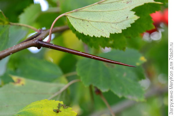У моего такие