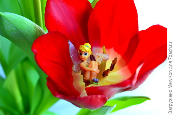 Это фото специально для тебя сделала, такая ассоциация:)