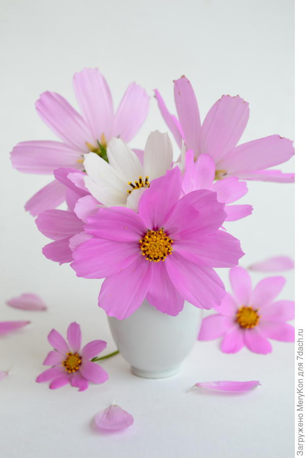 Вот такие примерно росли у нас в детстве.