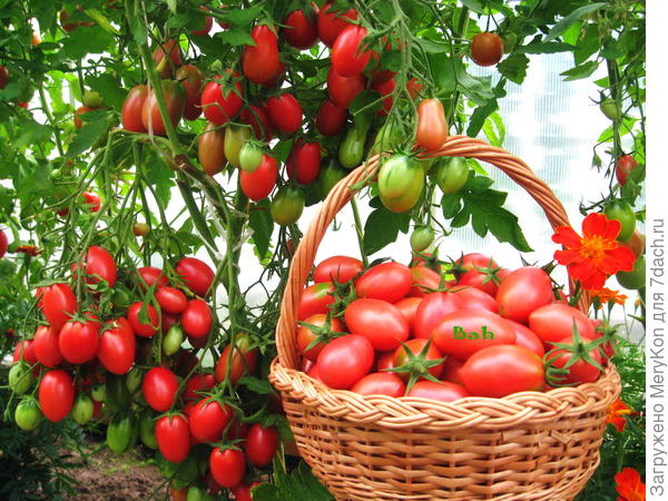 Томат Чио-Чио-Сан