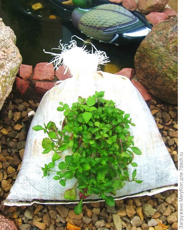 пучок посадила,