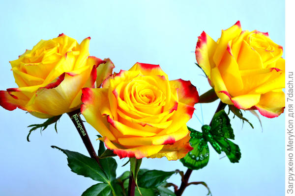 Розы в вашу честь!