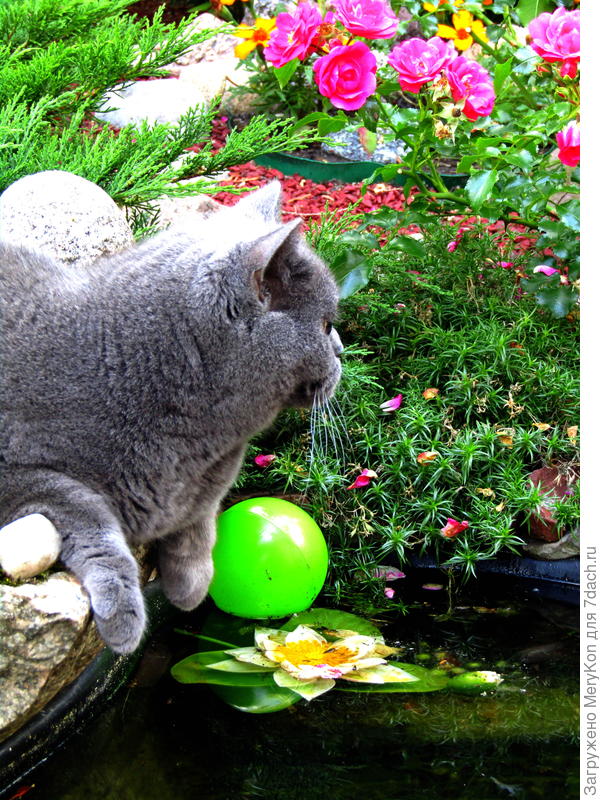 Настроение - Лето!:)