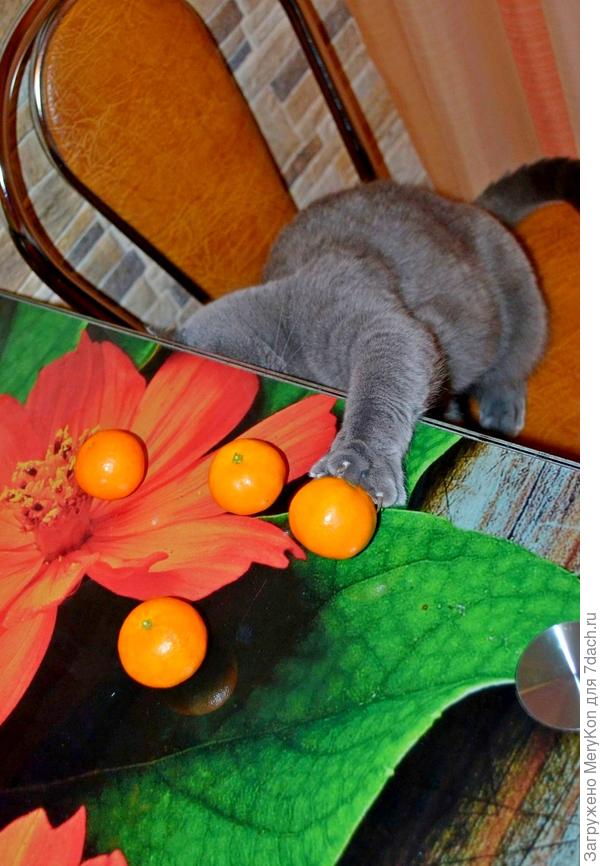 Глаза боятся, а лапы делают:)