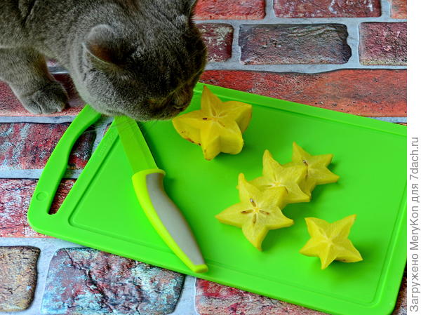 Дегустация карамболы.)