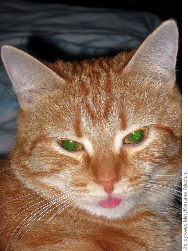 Это Мася, кошечка которая была у нас до Бусинки.