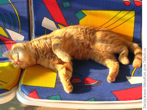 Сиеста на даче:), Мася отдыхает в полуденный зной.