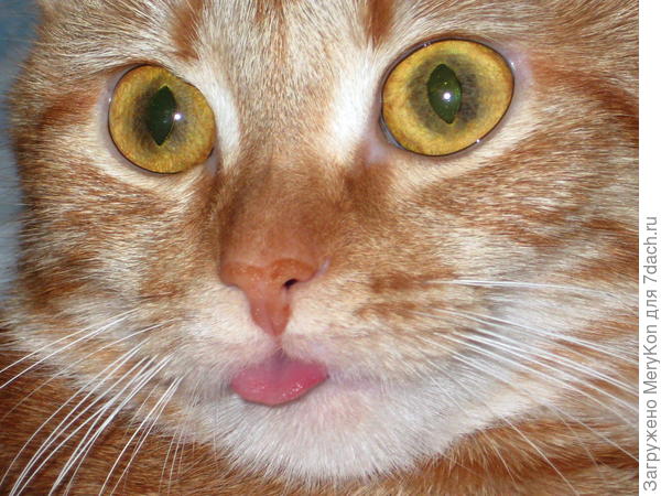 Мася умнейшим и ласковейшем существом была.