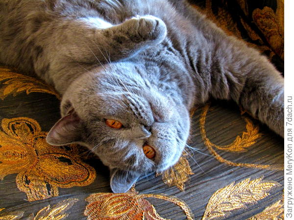 И наша кошечка