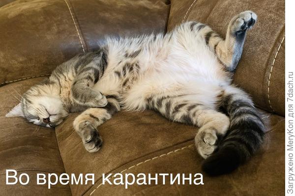 Дочкина кошечка