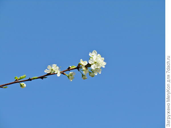 Сегодня в обед небо- голубая даль.