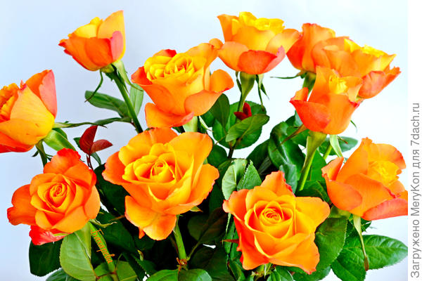 От меня букет в честь Юбилея!