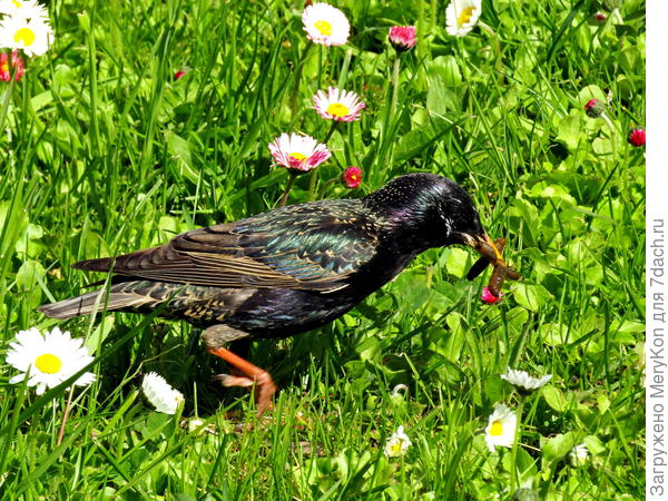 Скворец у меня выполняет продовольственную программу и на меня ноль эмоций:)