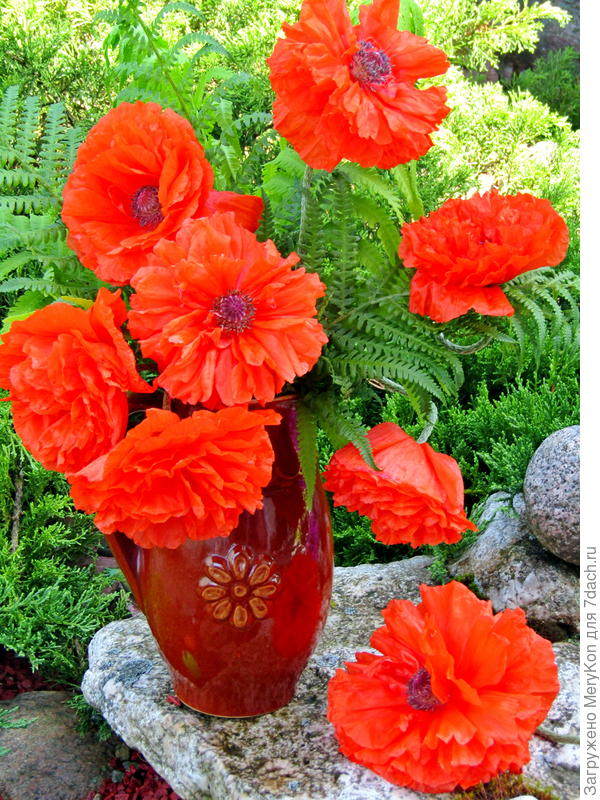 Мои маки в твою честь!