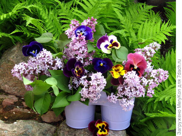 Два ведра:) красоты для тебя лично!