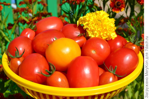 Пусть не этого года , зато с пчелкой:)