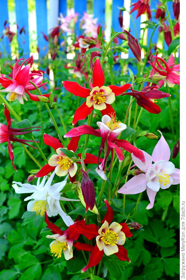 Аквилегия для вас.