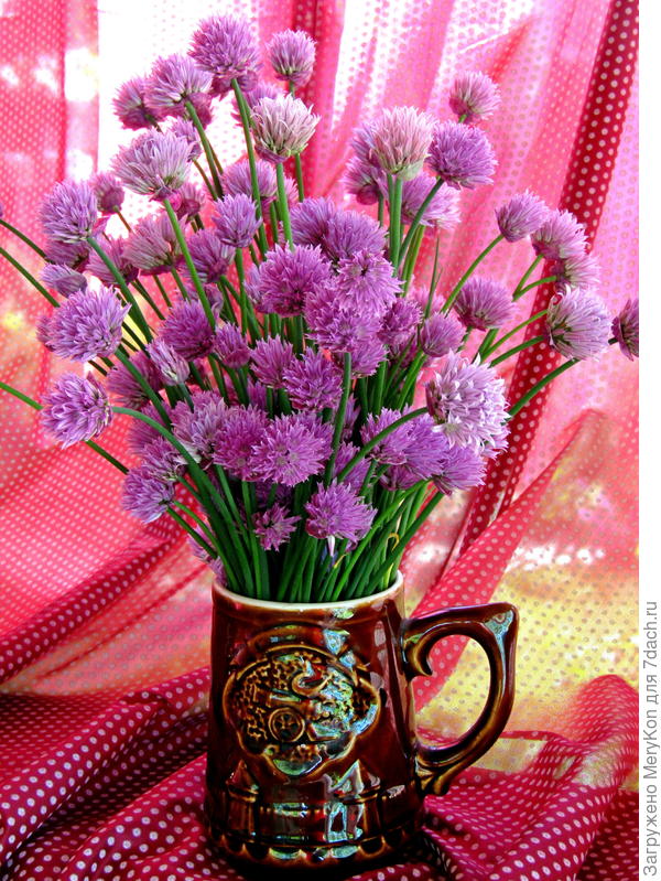 Ириш, тебе луковый букетик -алаверды:)