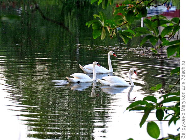 Вечернее любование)