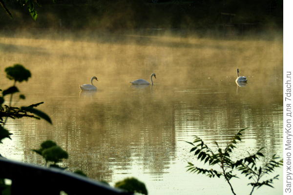 Утренняя песня)