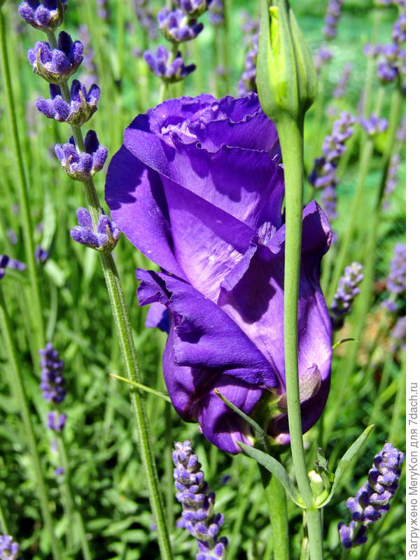 Каким-то образом просочилась в лаванду)