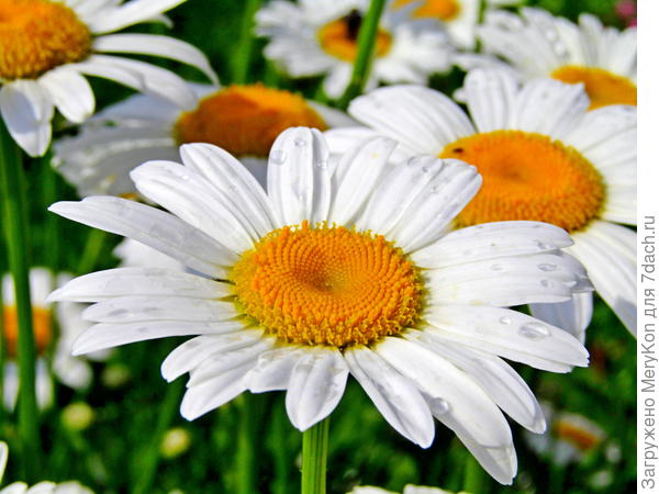 Пусть всегда выпадает &quot;любит&quot;, сколько бы не гадала.