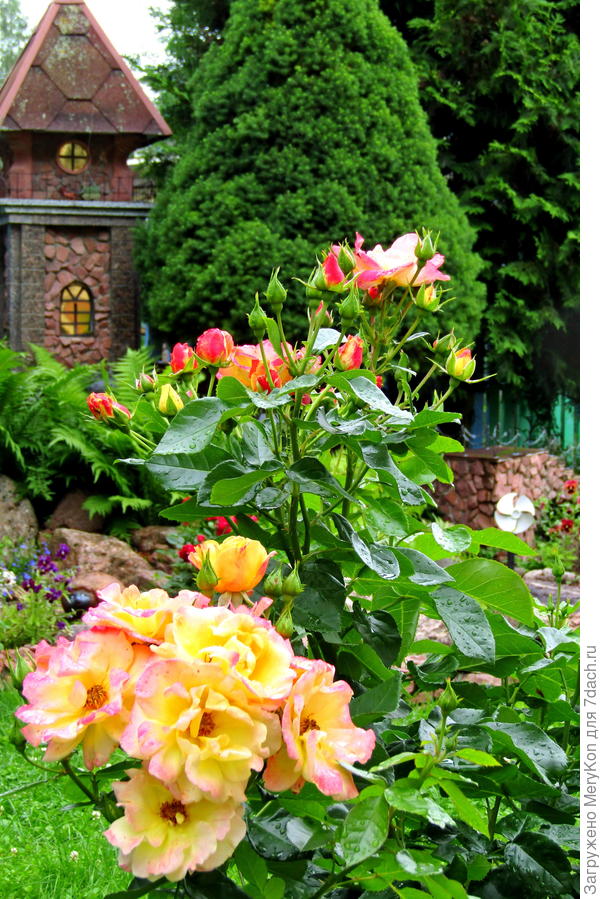 Сегодня моя роза бушует в твою честь!!!)