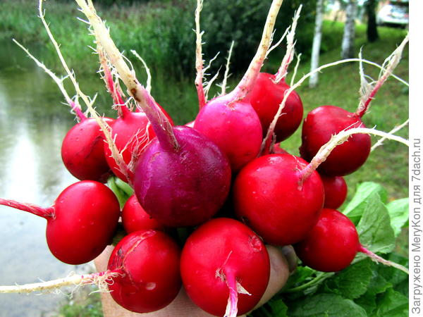 Осенний редис.