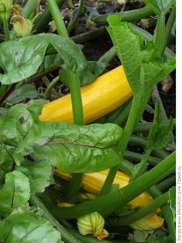 Желтый уже свеклу в плен начинает захватывать, на соседнюю грядку переметнулся:)