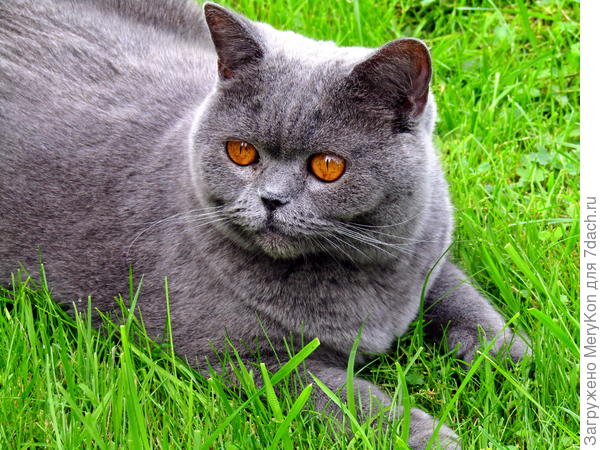 Привет от Бусинки!!!