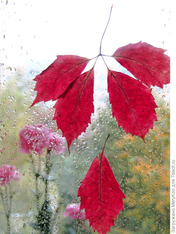 Осенний дождь дает возможность погрустить немножко:)
