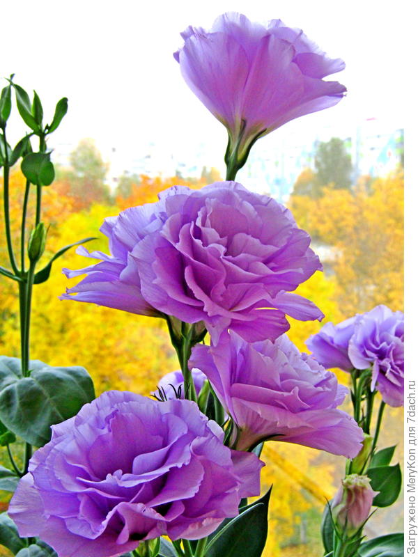 Эустома цветет в вашу честь.)