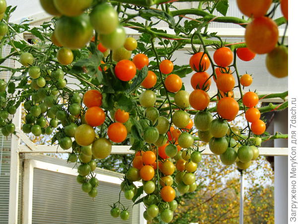 Фото вчерашнего дня.