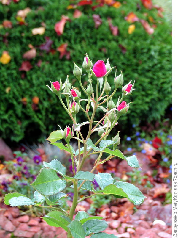 Розочка и прочие обитатели октябрьского сада.