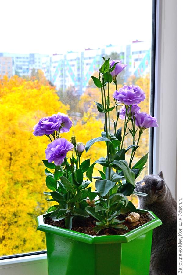 Буся любуется осенними красками.