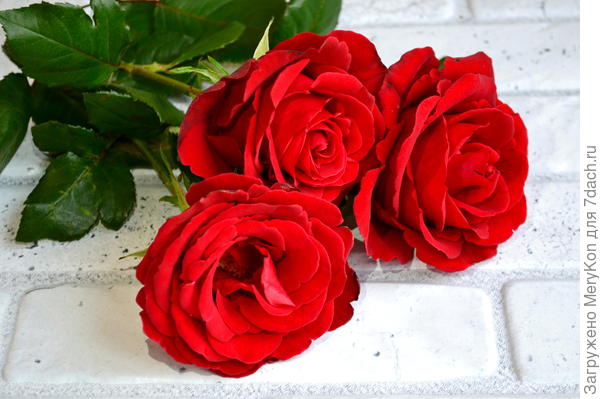 Розы в вашу честь!