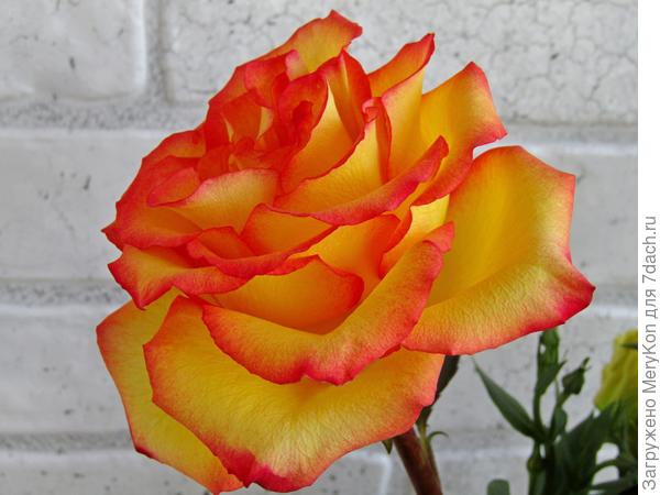 Роза в вашу честь!