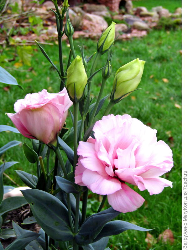 Эустома в последний день октября.